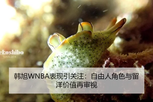 韩旭WNBA表现引关注：自由人角色与留洋价值再审视
